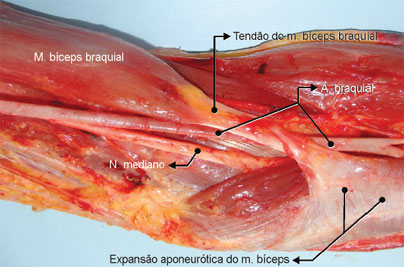 A expansão aponeurótica do m. bíceps braquial parte do tendão do bíceps