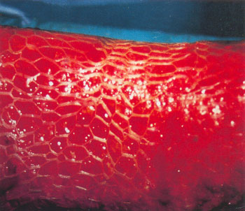Book now: Derma Kliniek, Depilation in Rotterdam on ...