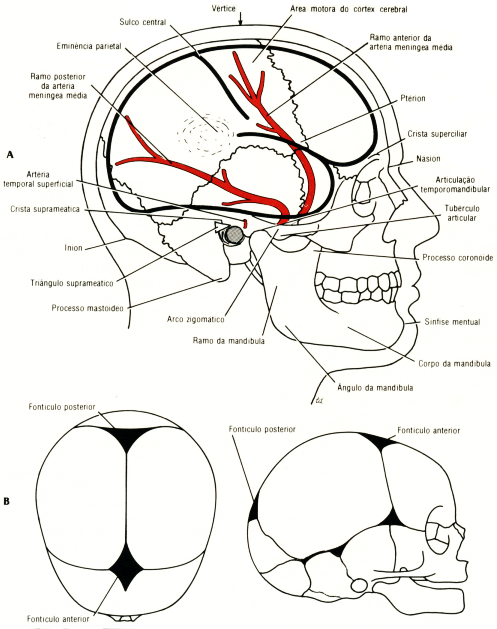 Fig11-01.gif
