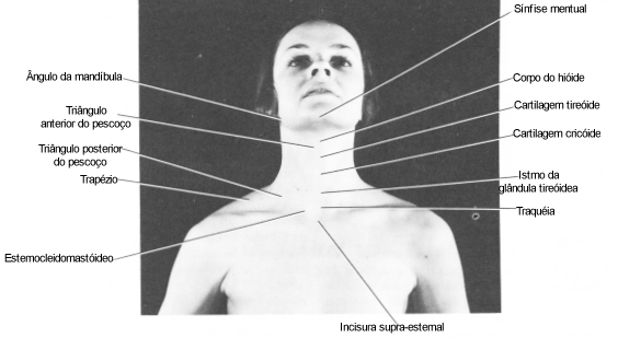 Fig11-02.gif