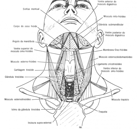 Fig11-03.gif