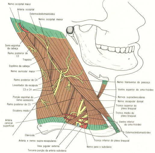 Fig11-11.gif