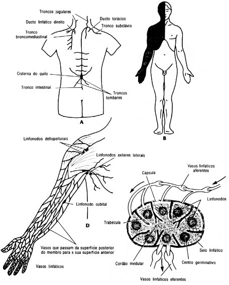 fig01-20.gif