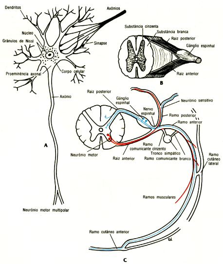 fig01-23.gif