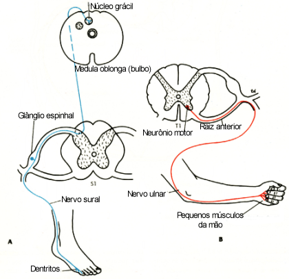 fig01-24.gif