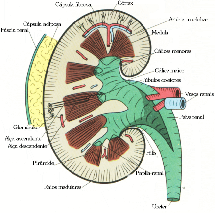 fig05-41.gif
