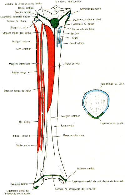 fig10-32.gif