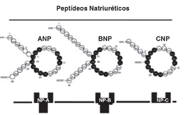 Família dos peptídeos natriuréticos (ANP, BNP e CNP).