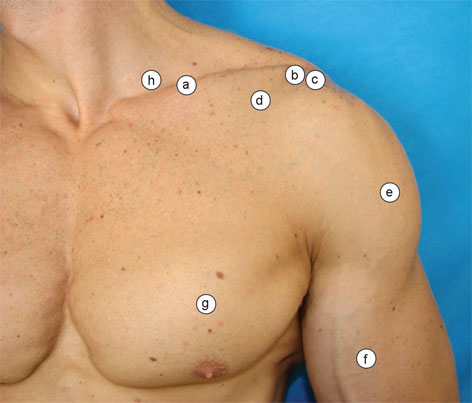 Face anterior do ombro e do braço