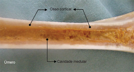 O osso cortical é encontrado principalmente na diáfise 