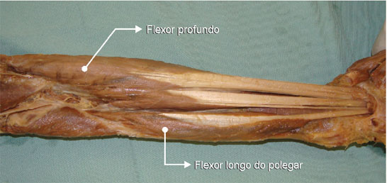 As fibras musculares dos m. flexores profundos dos dedos são mais longas