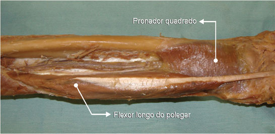 As fibras musculares do flexor longo do polegar