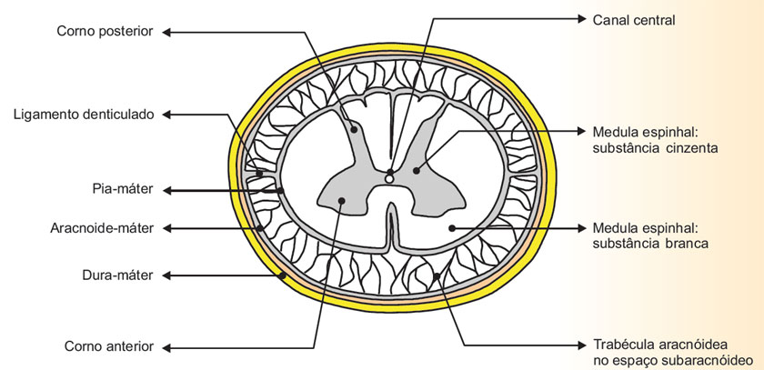 Medula espinhal e membranas meníngeas.