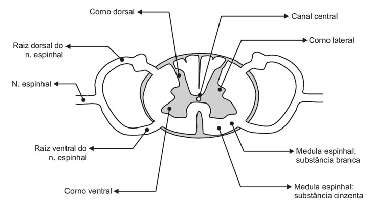 Corte transversal da medula espinhal e raízes nervosas espinhais