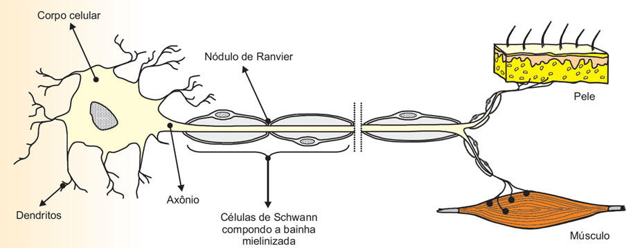Estrutura básica de um neurônio típico