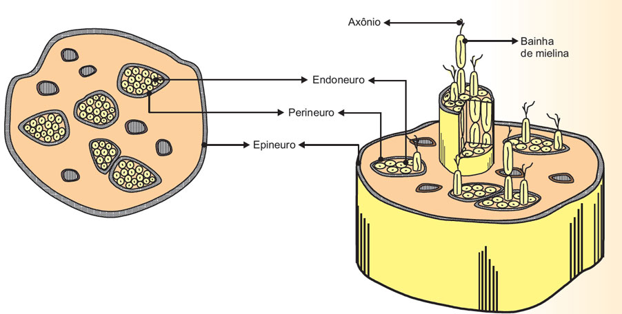 Corte transversal de um nervo periférico