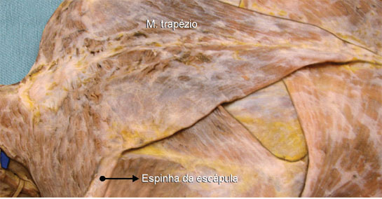 O trapézio é um músculo grande de forma triangular que cobre a metade superior do tronco