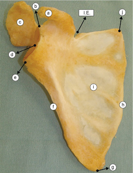 Processo coracoide