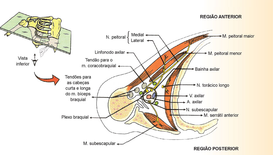 Corte transversal da axila com suas paredes e seu conteúdo