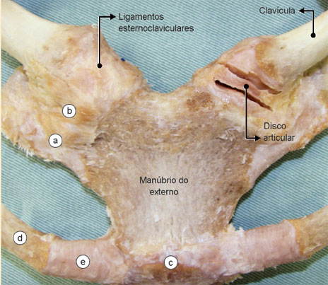 Vista frontal da articulação esternoclavicular