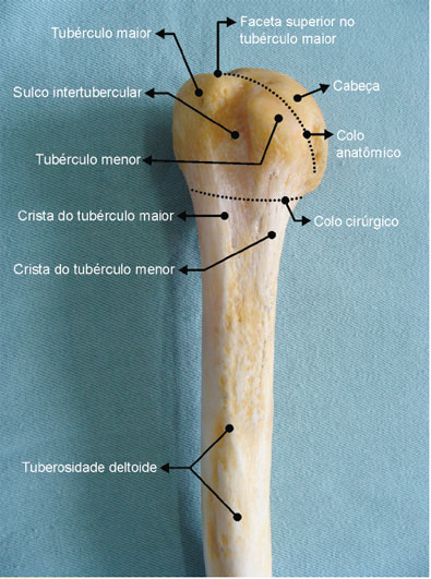 Vista anterior do úmero proximal: no tubérculo 