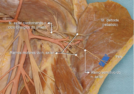 A peça anatômica mostra o n. axilar
