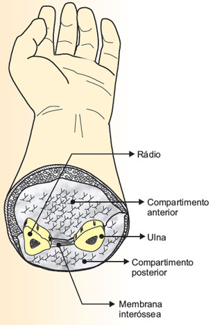 Compartimentos anterior e posterior do antebraço