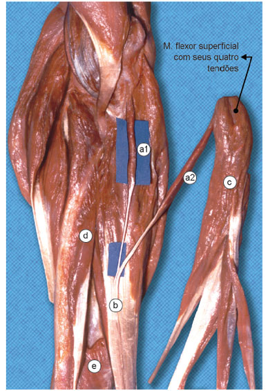 M. flexor superficial
