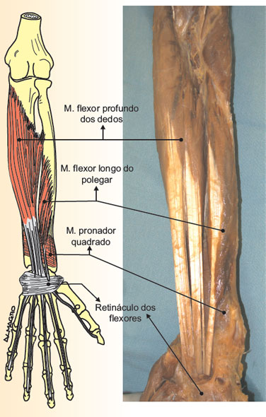 Camada muscular profunda do antebraço
