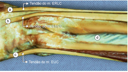 Músculos extensores do punho