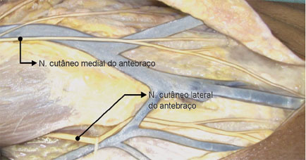 Relação entre os nn. cutâneos medial e lateral do antebraço em sua superfície anterior