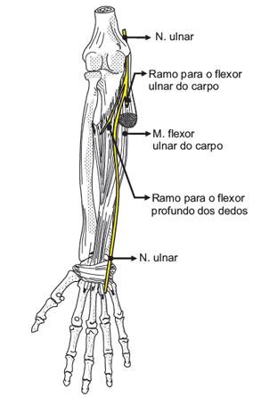 Inervação motora do n. ulnar no antebraço