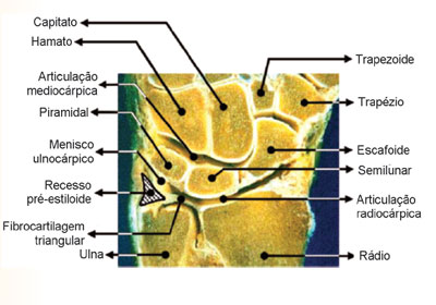 Peça anatômica mostrando as articulações