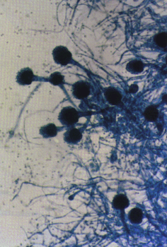 Fig01.gif (186172 bytes)