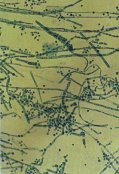 Fig01.gif (186172 bytes)