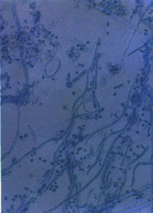 Fig01.gif (186172 bytes)