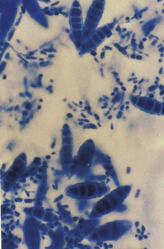 Fig01.gif (186172 bytes)