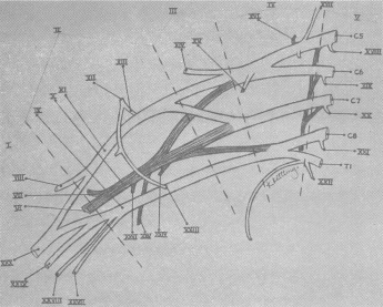 fig01-01.gif