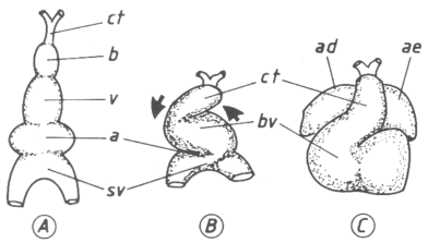 fig02-01.gif