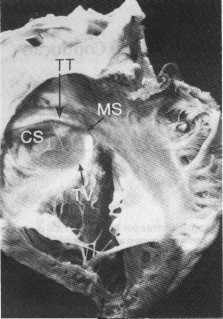 fig01-01.gif
