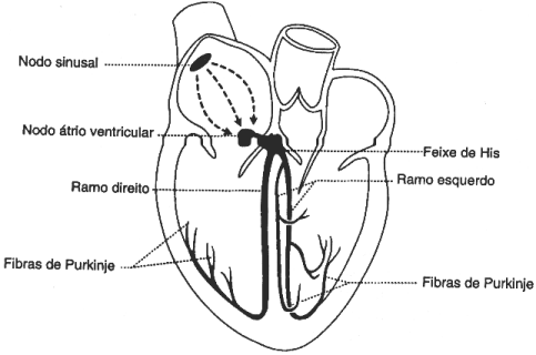 fig11-1.gif